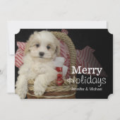 Cristmas Malti-poo puppy sitting in basketbal Feestdagenkaart (Voorkant)