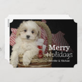 Cristmas Malti-poo puppy sitting in basketbal Feestdagenkaart (Voorkant / Achterkant)