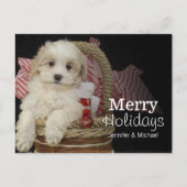 Cristmas Malti-poo puppy sitting in basketbal Feestdagenkaart (Voorkant)
