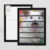 Critter is een gemiddelde hamster briefkaart (Voorkant / Achterkant)