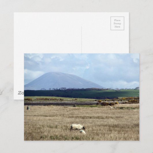 Croagh Patrick kijkt over de kudde Briefkaart (Voorkant / Achterkant)