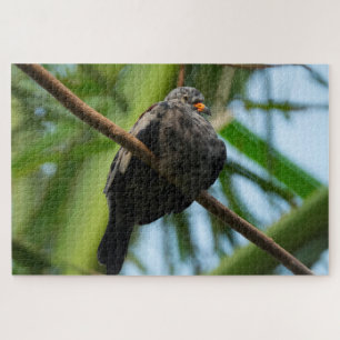 Croaking Ground Dove Legpuzzel