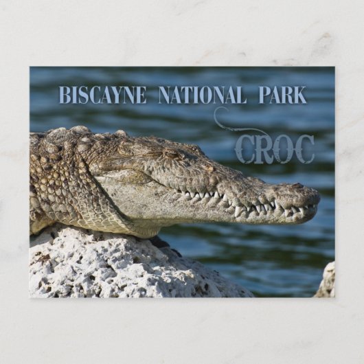 Crocodile, Biscayne National Park, Florida Briefkaart (Voorkant)