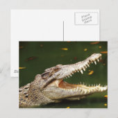 Crocodile en Caiman van Junglewalk.com Briefkaart (Voorkant / Achterkant)