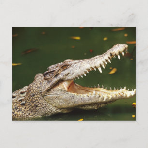 Crocodile en Caiman van Junglewalk.com Briefkaart