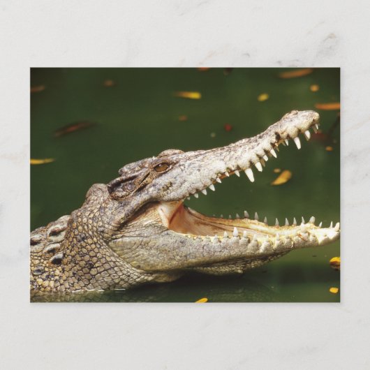 Crocodile en Caiman van Junglewalk.com Briefkaart (Voorkant)