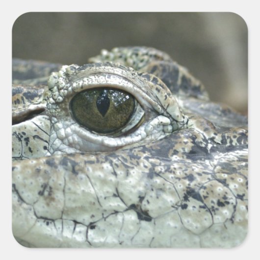 Crocodile Eye Sticker (Voorkant)