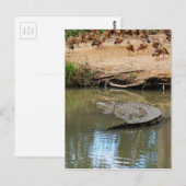 CROCODILE QUEENSLAND AUSTRALIË BRIEFKAART (Voorkant / Achterkant)
