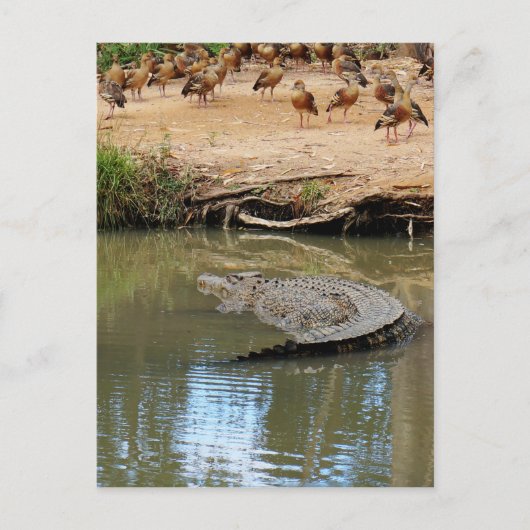 CROCODILE QUEENSLAND AUSTRALIË BRIEFKAART (Voorkant)