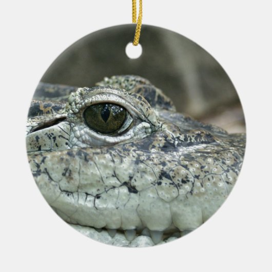 Crocodile Smile Ornament (Voorkant)