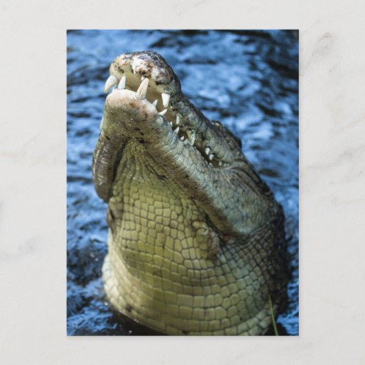Crocodile Teeth Water Briefkaart (Voorkant)