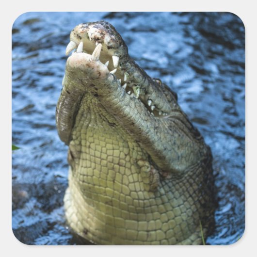 Crocodile Teeth Water Vierkante Sticker (Voorkant)
