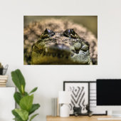 Crocodylus Moreletii Close-up Poster (Thuiskantoor)