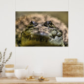 Crocodylus Moreletii Close-up Poster (Keuken)