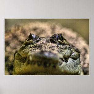 Crocodylus Moreletii Close-up Poster