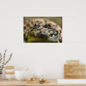 Crocodylus Moreletii Close-up Poster (Keuken)