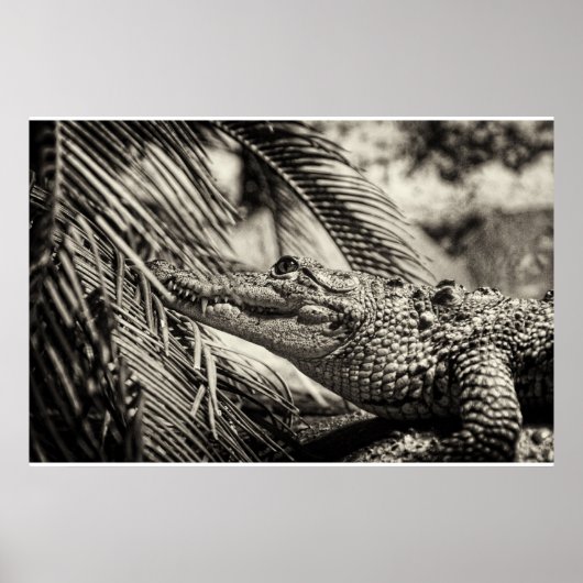 Crocodylus Moreletii Poster (Voorkant)