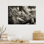 Crocodylus Moreletii Poster (Keuken)
