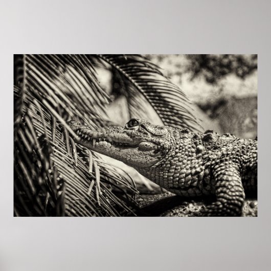 Crocodylus Moreletii Poster (Voorkant)