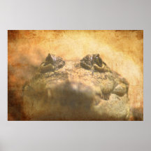 Crocodylus Moreletii Sluiten