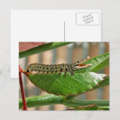 Crocopillair briefkaart (Voorkant / Achterkant)