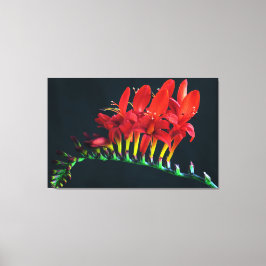 Crocosomia Lucifer Montbretia Floral Canvas Afdruk