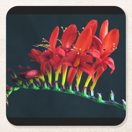 Crocosomia Lucifer Montbretia Floral Kartonnen Onderzetters (Voorkant)