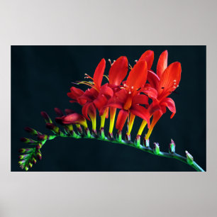 Crocosomia Lucifer Montbretia Floral Poster