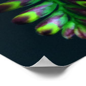 Crocosomia Lucifer Montbretia Floral Poster (Hoek)