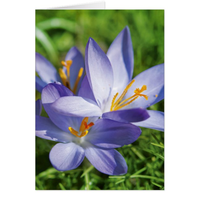 Crocus (Voorkant)