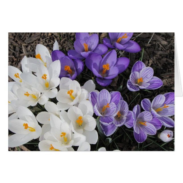 Crocus (Voorkant Horizontaal)