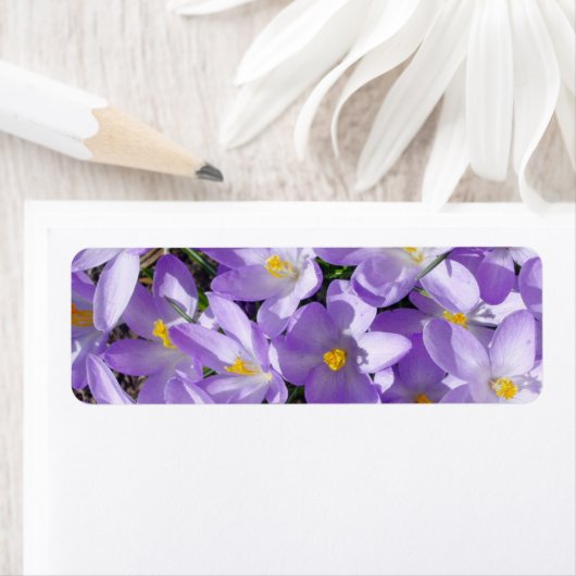 crocus-1047 LICHTE PAARSE GEEL WITTE ROCUS FLOWE Etiket (Insitu)