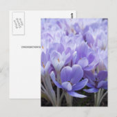 Crocus Ansichtkaart Briefkaart (Voorkant / Achterkant)