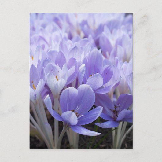 Crocus Ansichtkaart Briefkaart (Voorkant)