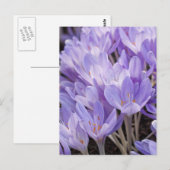 Crocus Ansichtkaart Briefkaart (Voorkant / Achterkant)