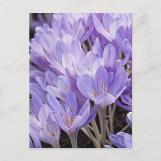 Crocus Ansichtkaart Briefkaart (Voorkant)