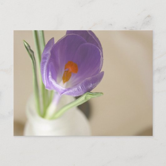 Crocus Arrangement Briefkaart (Voorkant)