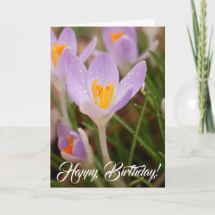 Crocus Birthday Blessings Kaart
