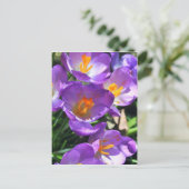 Crocus bloemen.jpg briefkaart (Staand voorkant)