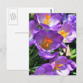 Crocus bloemen.jpg briefkaart (Voorkant / Achterkant)