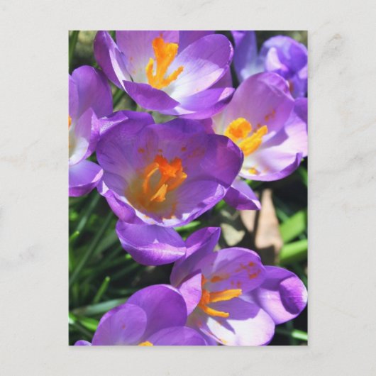 Crocus bloemen.jpg briefkaart (Voorkant)
