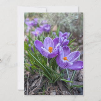 Crocus Bloemen Kaart