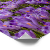 Crocus bloemen op Velika Planina, Slovenië Poster (Hoek)