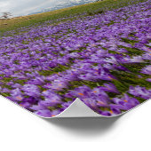 Crocus bloemen op Velika Planina, Slovenië Poster (Hoek)