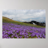 Crocus bloemen op Velika Planina, Slovenië Poster (Voorkant)