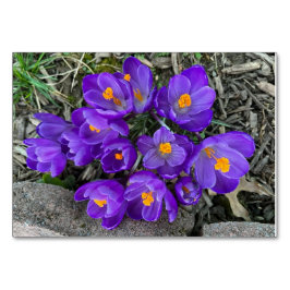 Crocus bloemenbloemen aangepaste lezing flashcards kaart