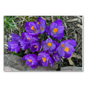 Crocus bloemenbloemen aangepaste lezing flashcards kaart (Voorkant)