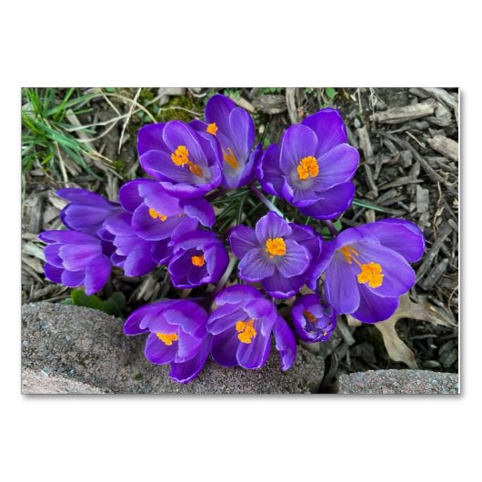 Crocus bloemenbloemen aangepaste lezing flashcards kaart (Voorkant)