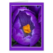 Crocus Blossom (Voorkant)