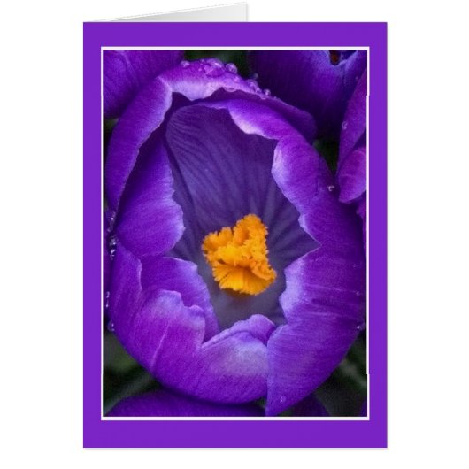 Crocus Blossom (Voorkant)